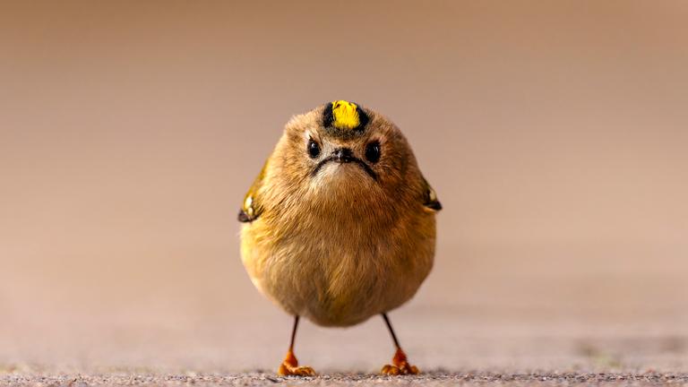 Angry Bird