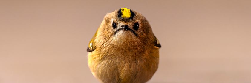 Angry Bird