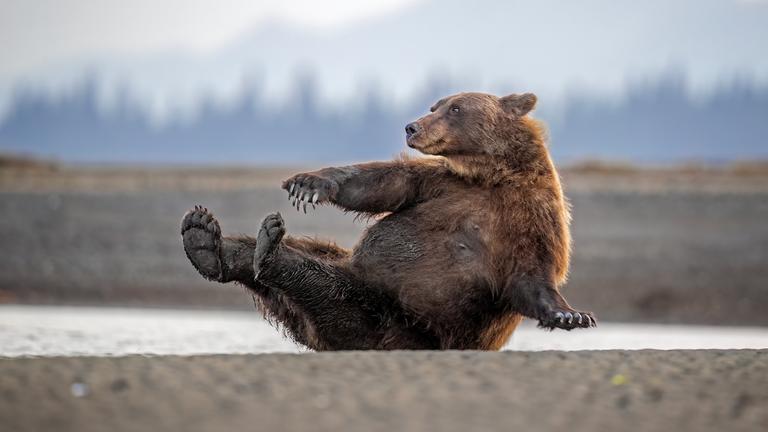 Ein Bär macht Sportübungen