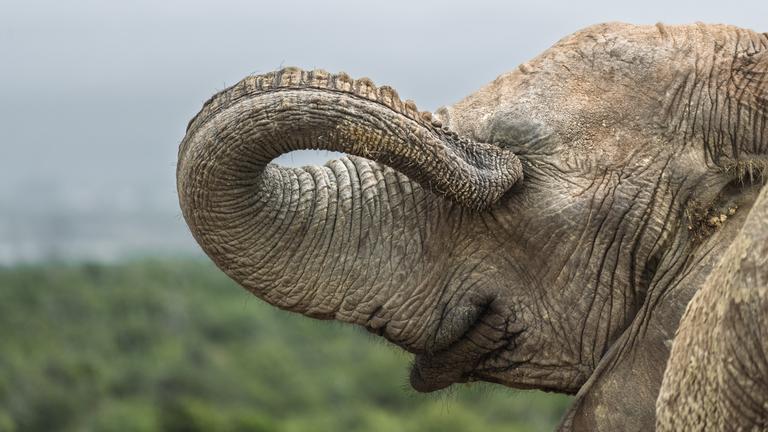 Elefant führt seinen Rüssel ins Auge