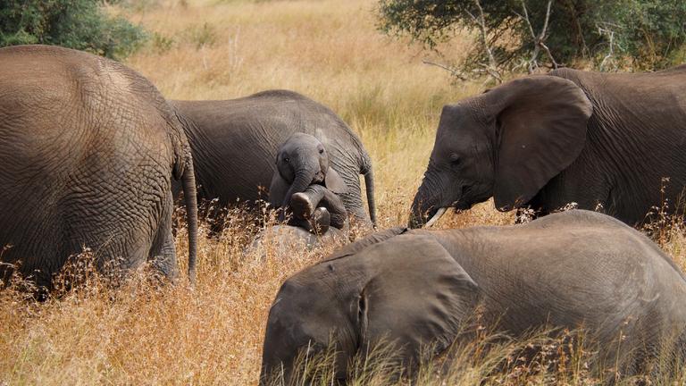Kleiner Elefant in einer Herde von Großen