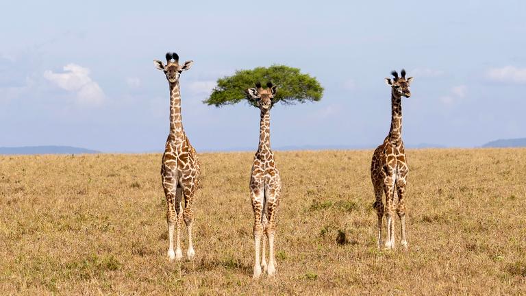 Drei Giraffen stehen auf einem Feld, eine direkt vor einem Baum