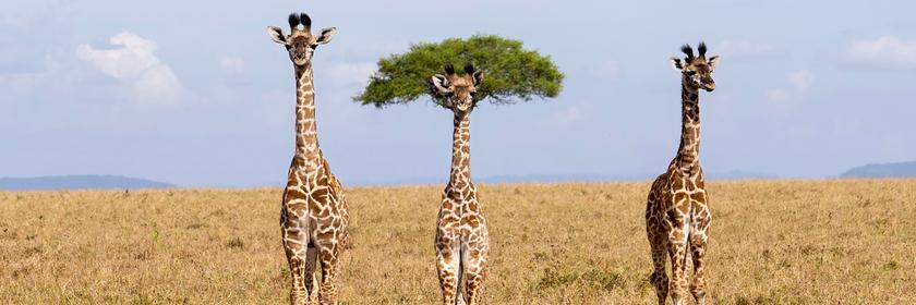 Drei Giraffen stehen auf einem Feld, eine direkt vor einem Baum