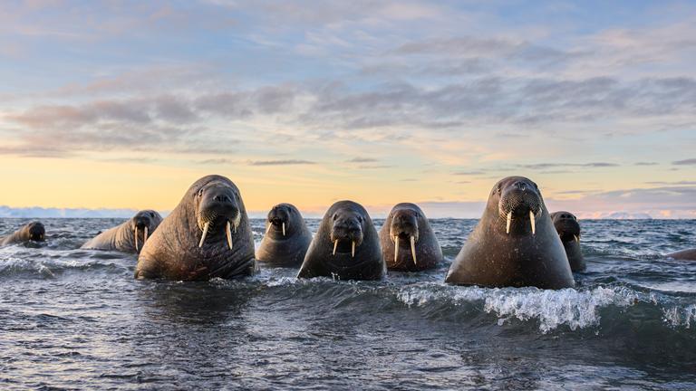 Walrosse schauen aus dem Wasser