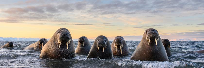 Walrosse schauen aus dem Wasser