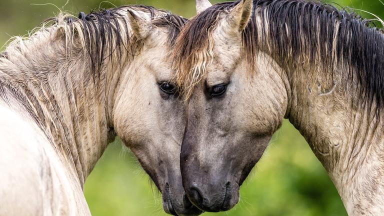 Zwei Wildpferde stecken die Köpfe zusammen. 