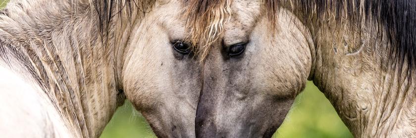 Zwei Wildpferde stecken die Köpfe zusammen. 