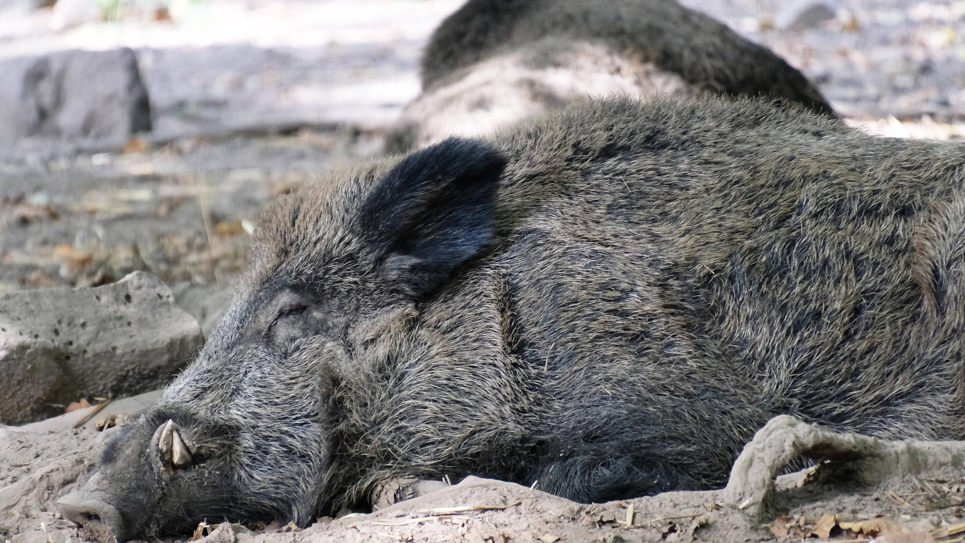 Ein Wildschwein liegt auf der Erde und schläft. 