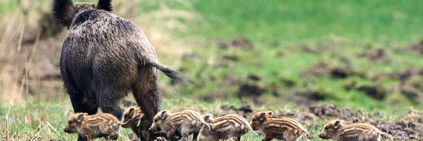 Wildschwein Mama mit ihren Babys im Taunus 