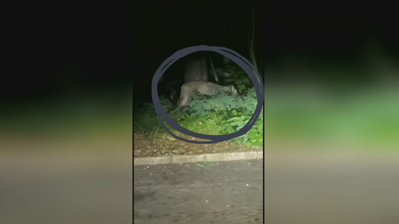 Löwe oder Bildschirm im Busch in Berlin