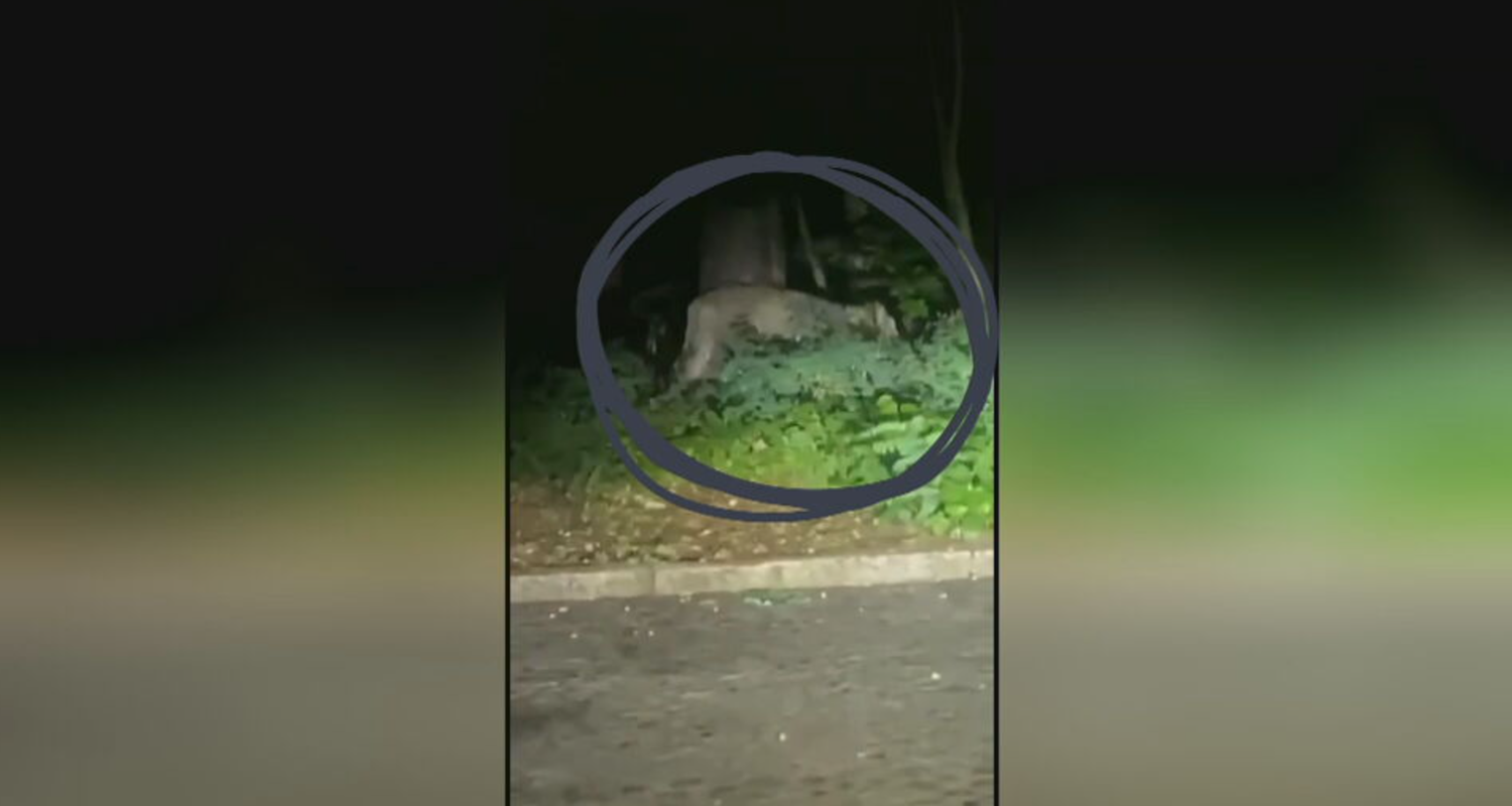Löwe oder Bildschirm im Busch in Berlin