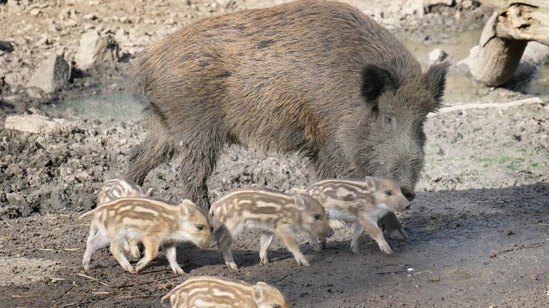 Wilschwein-Mama mit ihren vier Frischlingen in der Nähe von Hannover