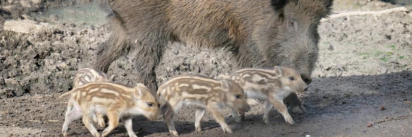 Wilschwein-Mama mit ihren vier Frischlingen in der Nähe von Hannover
