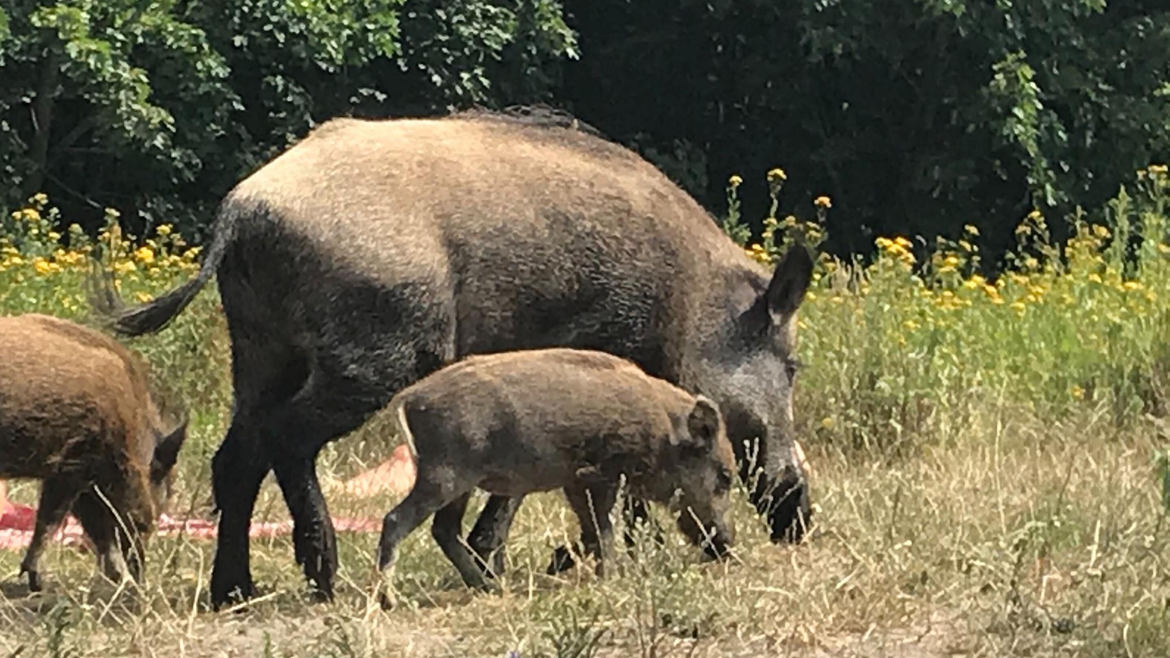 Wildschwein Teufelsee