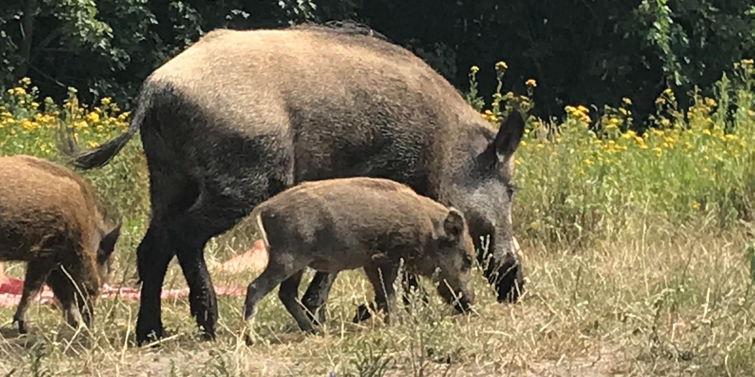 Wildschwein Teufelsee