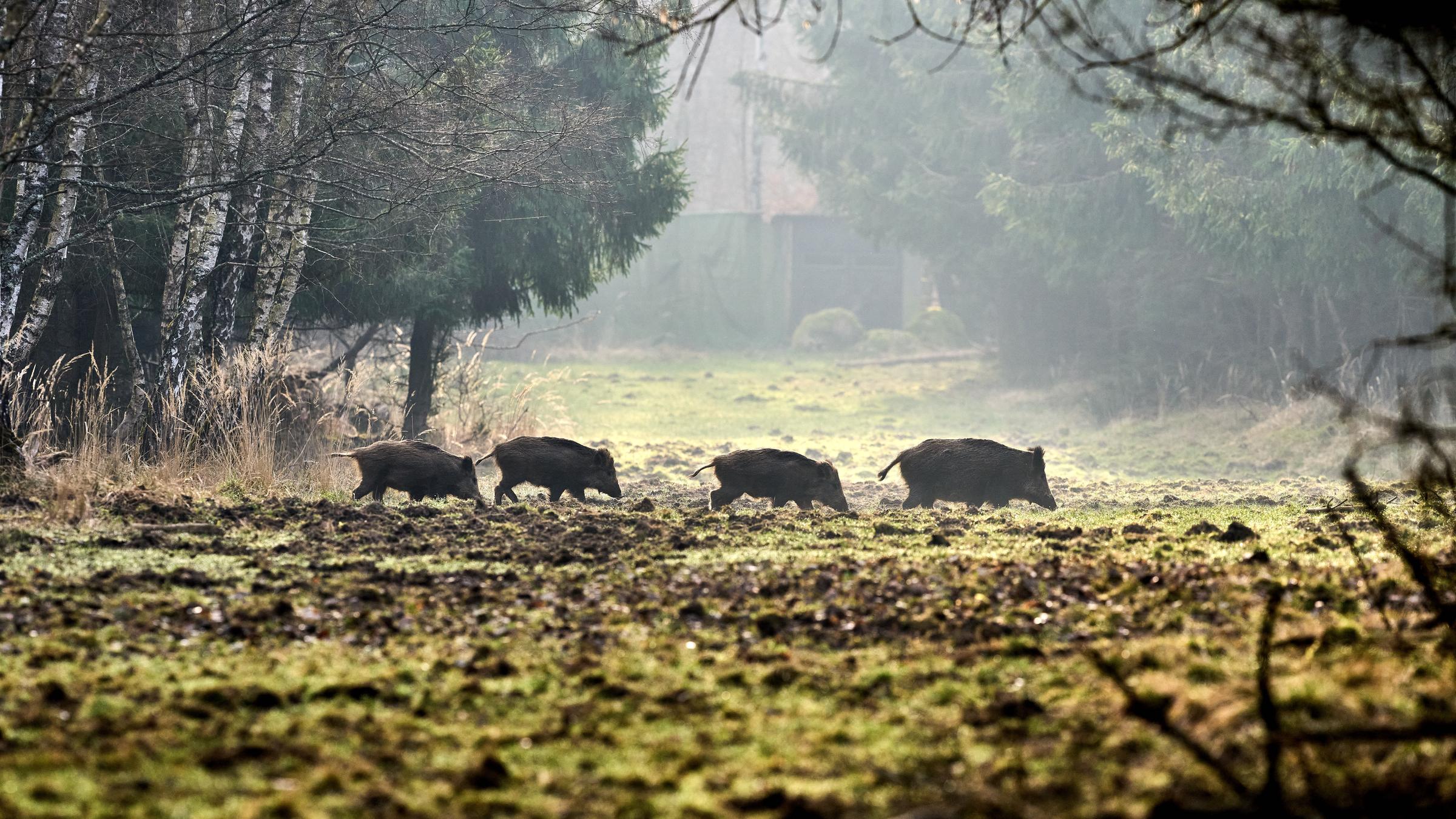 Wildschweine laufen durch den Wald 
