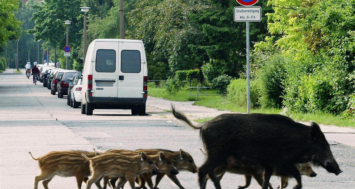 Eine Wildschweinfamilie überquert eine Straße