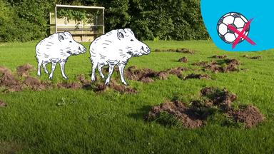 Eine Collage zeigt einen Fußballplatz, auf dem Erdhügel zu sehen sind. Darüber ein blauer Hintergrund mit einem gezeichneten Fußball und ein rotes Kreuz, daneben zwei gezeichnete Wildschweine.