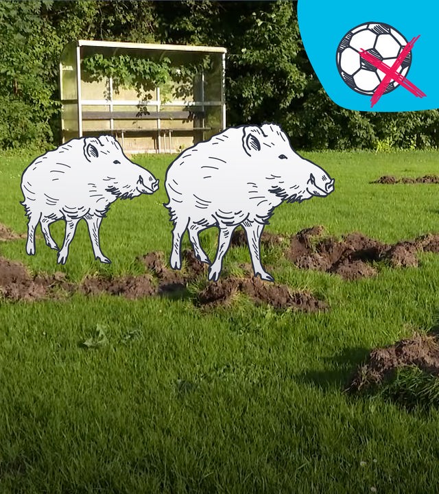 Eine Collage zeigt einen Fußballplatz, auf dem Erdhügel zu sehen sind. Darüber ein blauer Hintergrund mit einem gezeichneten Fußball und ein rotes Kreuz, daneben zwei gezeichnete Wildschweine.