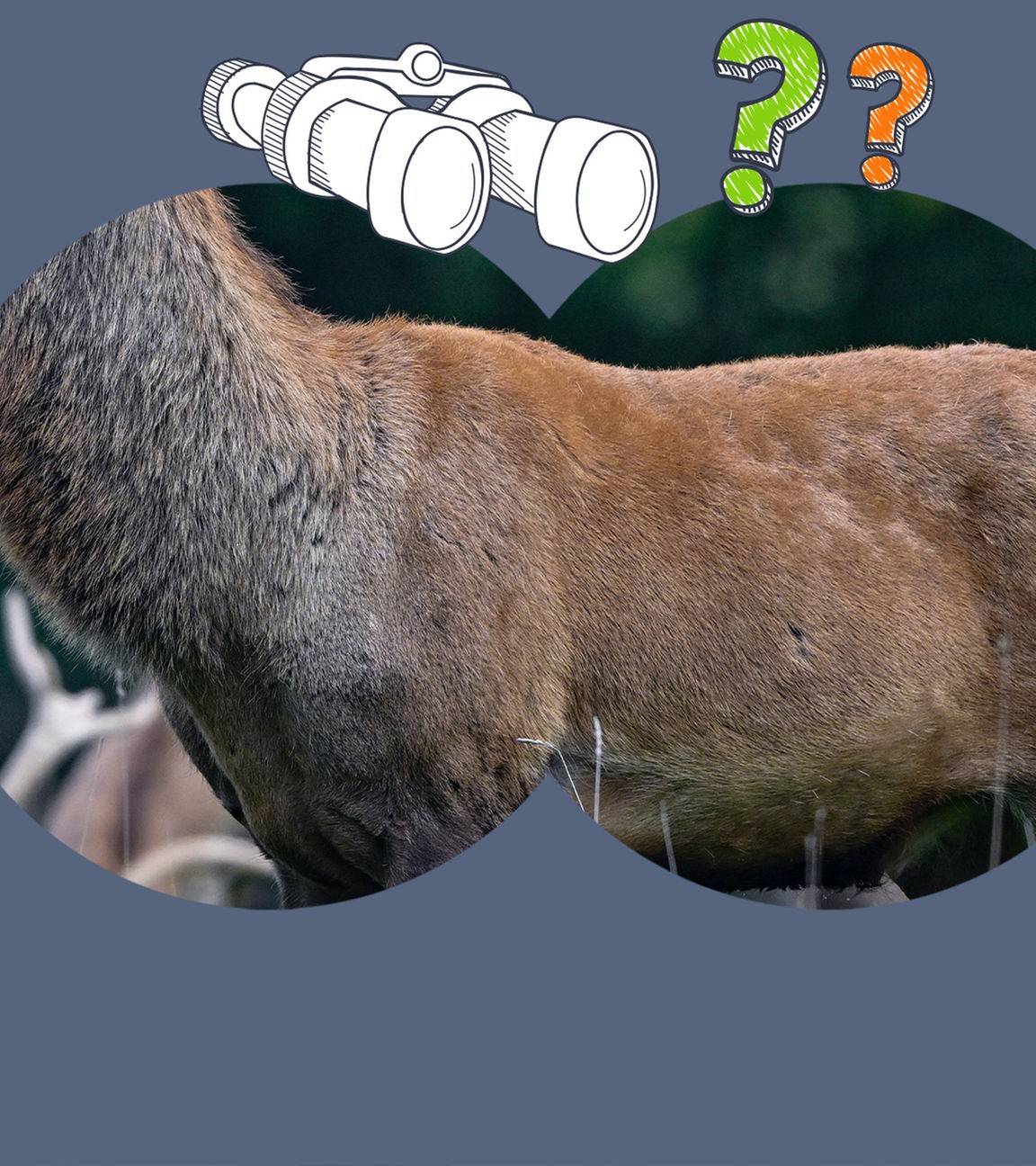 Nur ein Teil des Rothirschs ist durch ein Fernglas zu sehen, daneben Fragezeichen. 