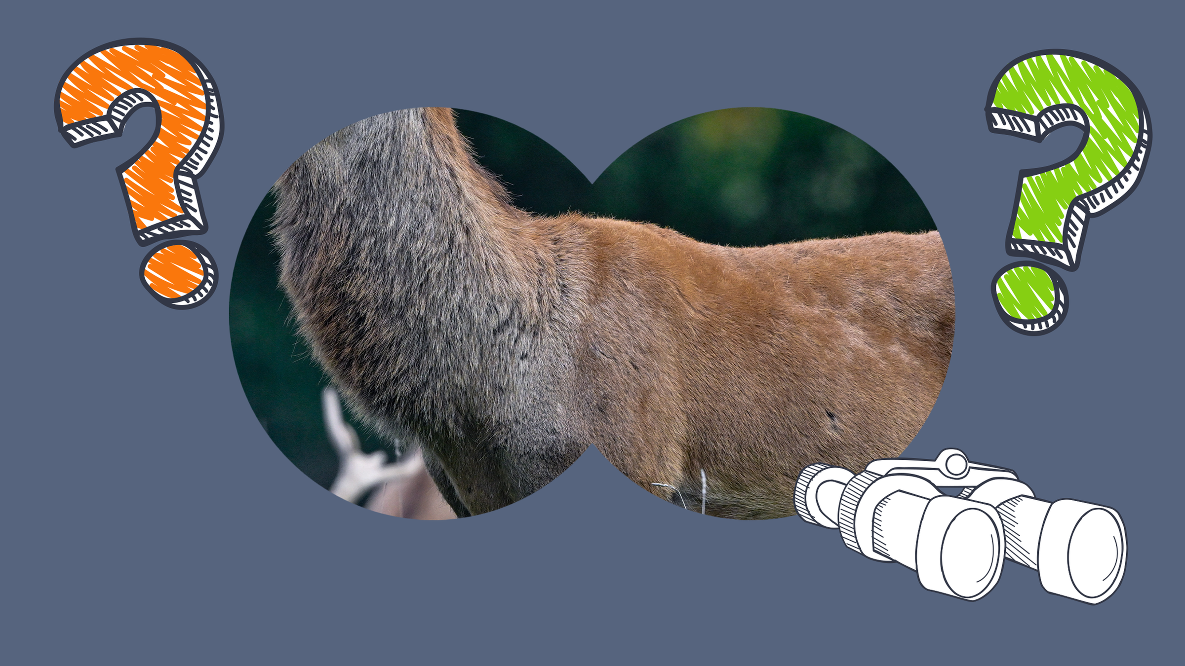 Nur ein Teil des Rothirschs ist durch ein Fernglas zu sehen, daneben Fragezeichen. 