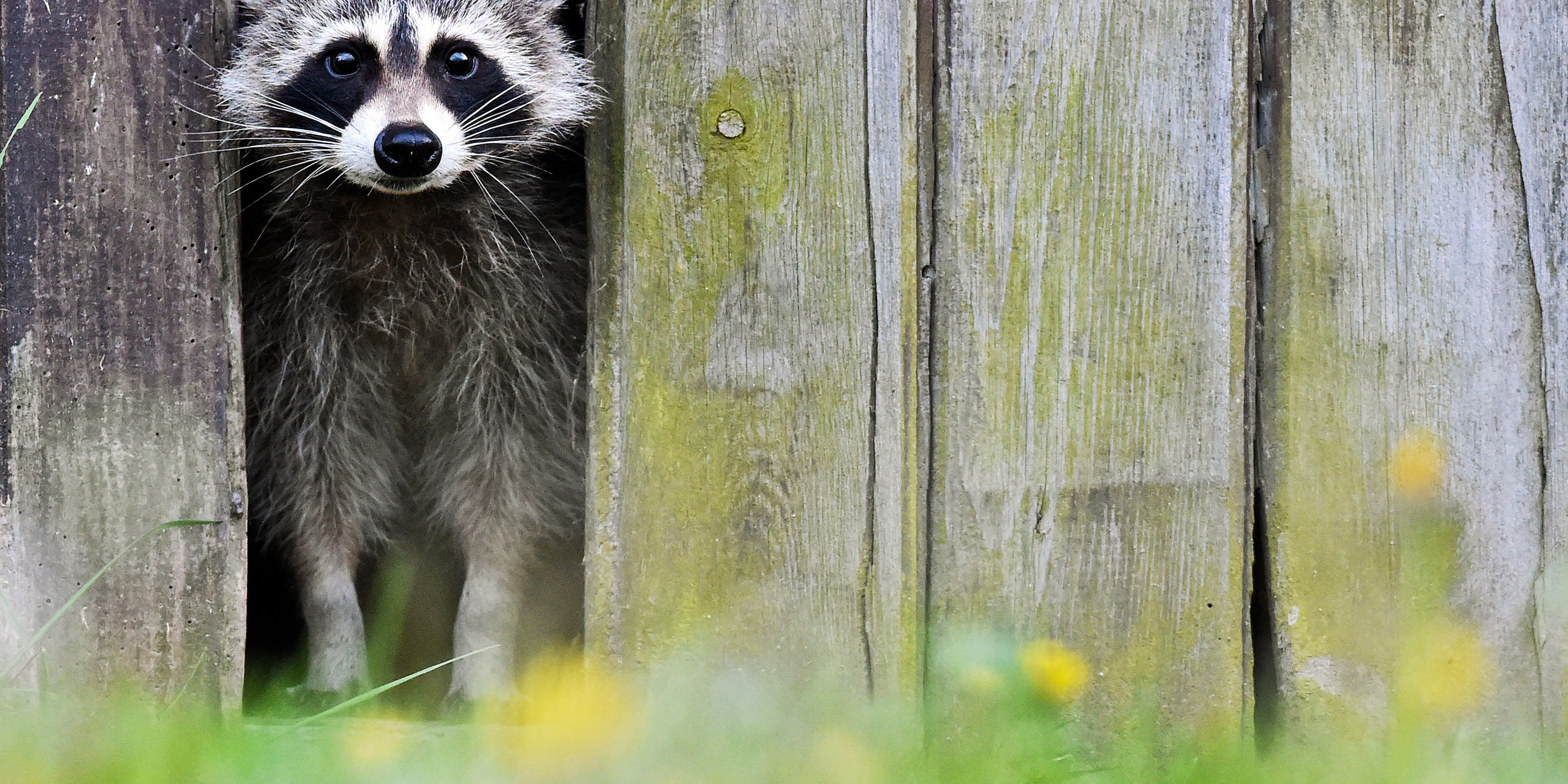 Waschbär schaut aus einem Zaun