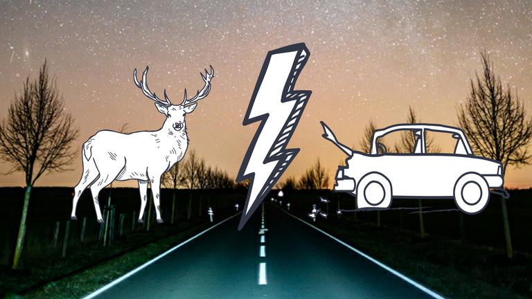 Wildtierunfälle: Warum genau jetzt?