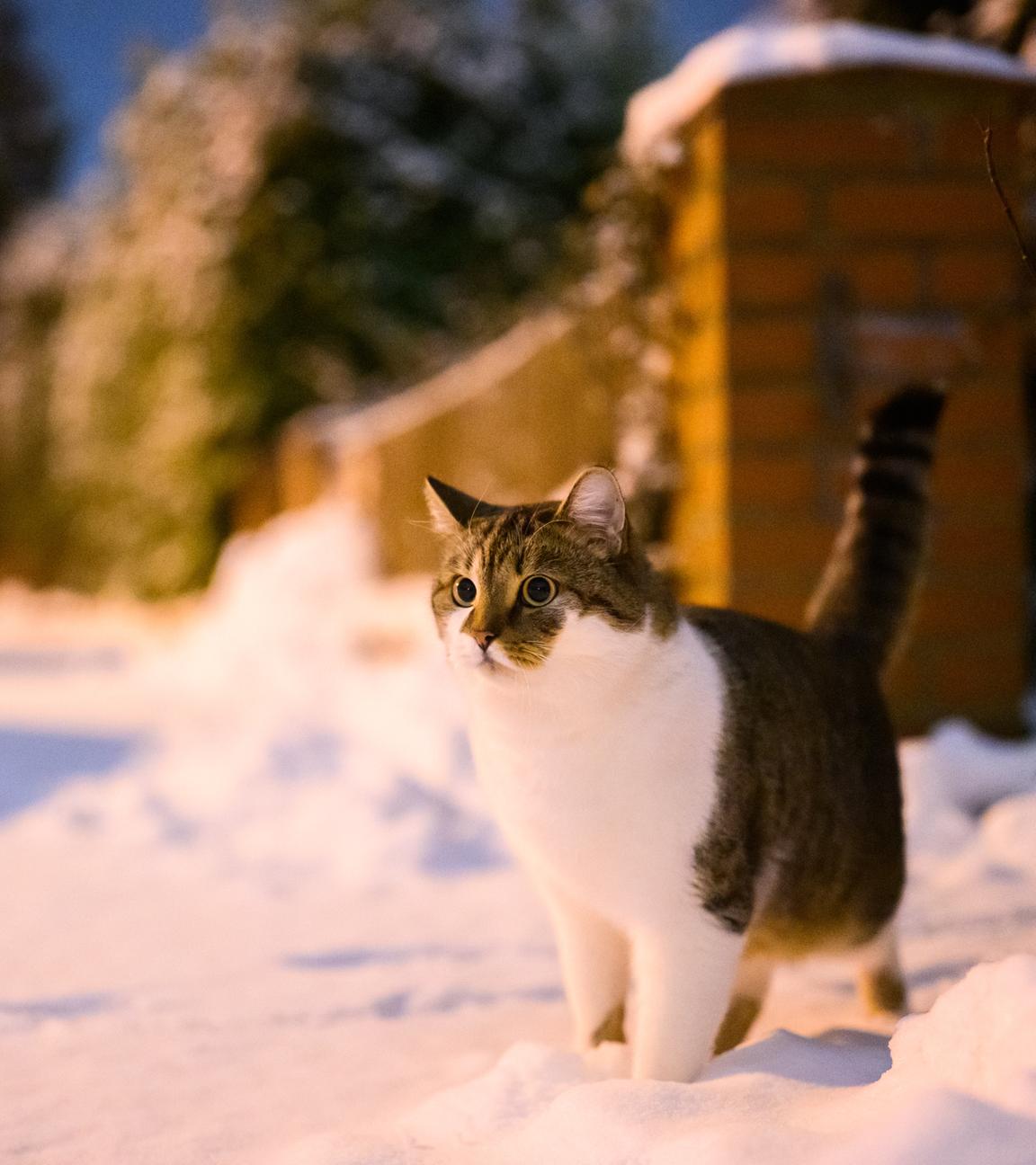 Eine grau-weiß-braune Katze steht im Schnee und schaut hinaus. Es dämmert um sie herum. Sie ist sehr fluffig.
