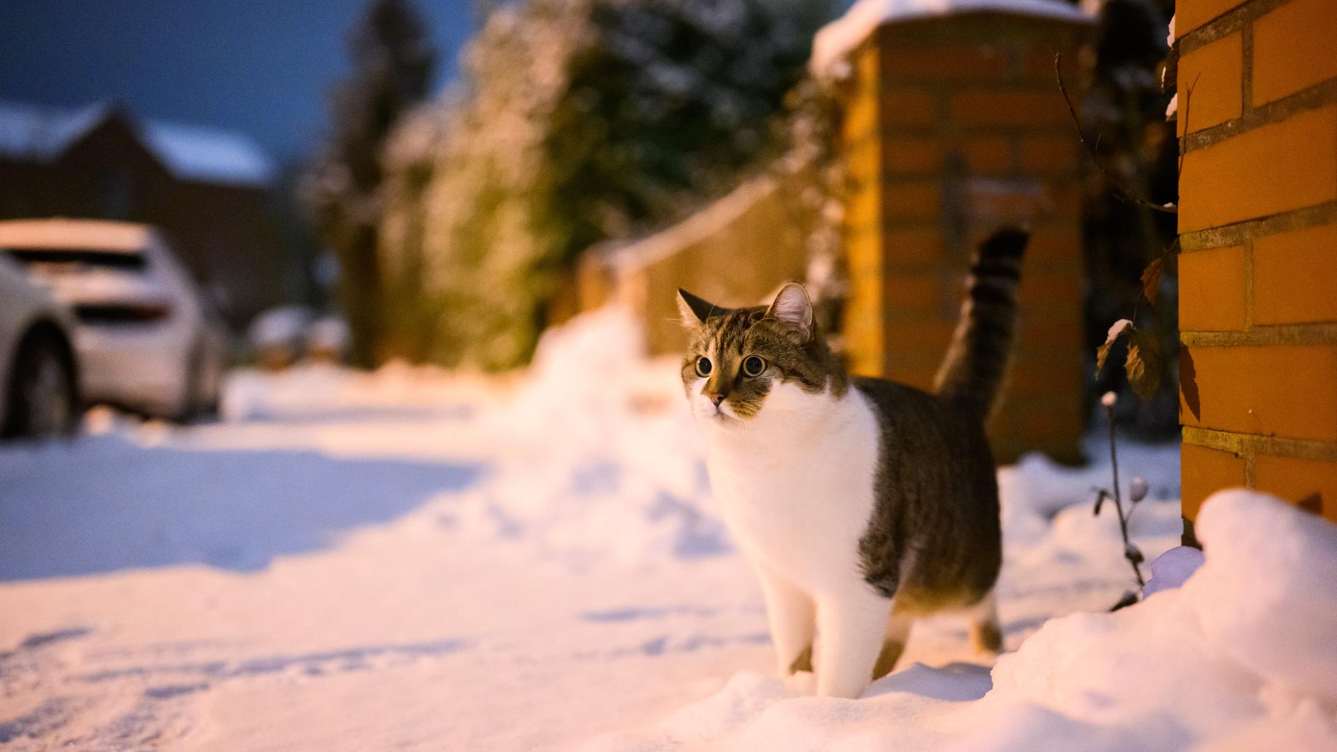 Eine grau-weiß-braune Katze steht im Schnee und schaut hinaus. Es dämmert um sie herum. Sie ist sehr fluffig.