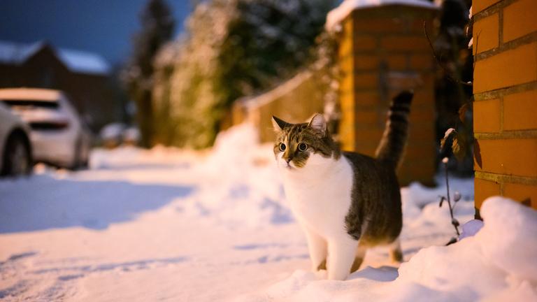 Eine grau-weiß-braune Katze steht im Schnee und schaut hinaus. Es dämmert um sie herum. Sie ist sehr fluffig.