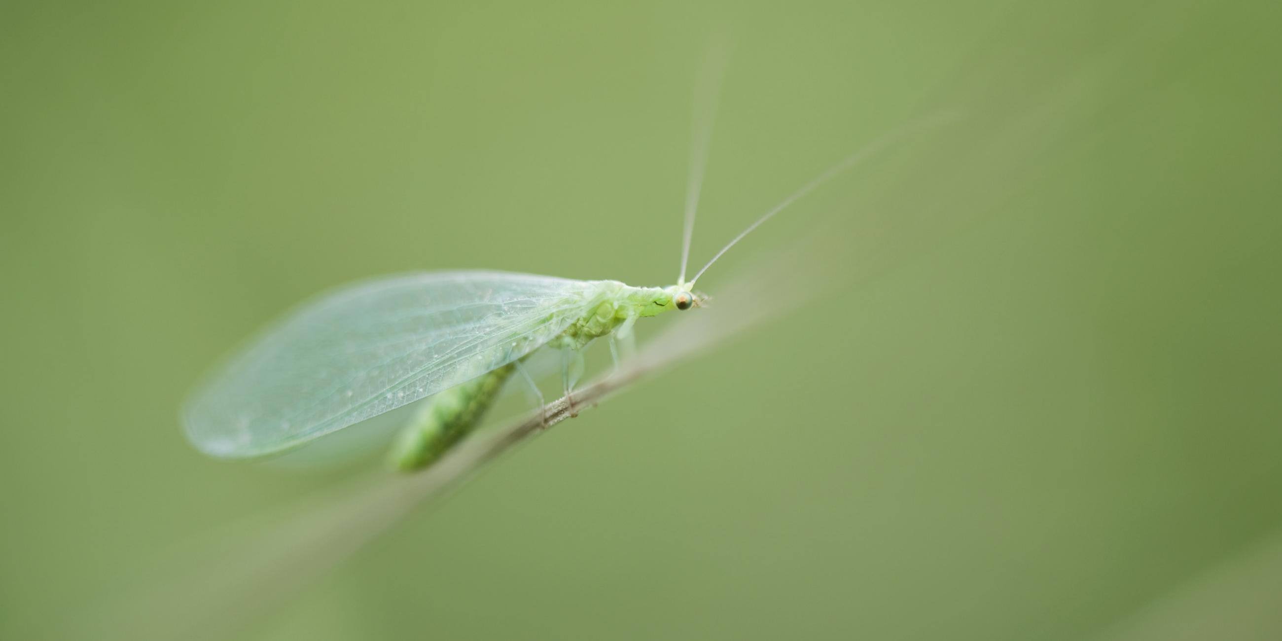 Eine leuchtend grüne, längliche Florfliege, mit langen Fühlern und durchsichtigen Flügeln sitzt auf einem Stängel (vielleicht von einer Pflanze) vor einem verschwommenen dunkelgrünen Hintergrund, der nach Natur aussieht. Aber man erkennt keine genaue Pflanze.