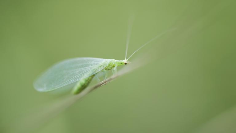 Eine leuchtend grüne, längliche Florfliege, mit langen Fühlern und durchsichtigen Flügeln sitzt auf einem Stängel (vielleicht von einer Pflanze) vor einem verschwommenen dunkelgrünen Hintergrund, der nach Natur aussieht. Aber man erkennt keine genaue Pflanze.