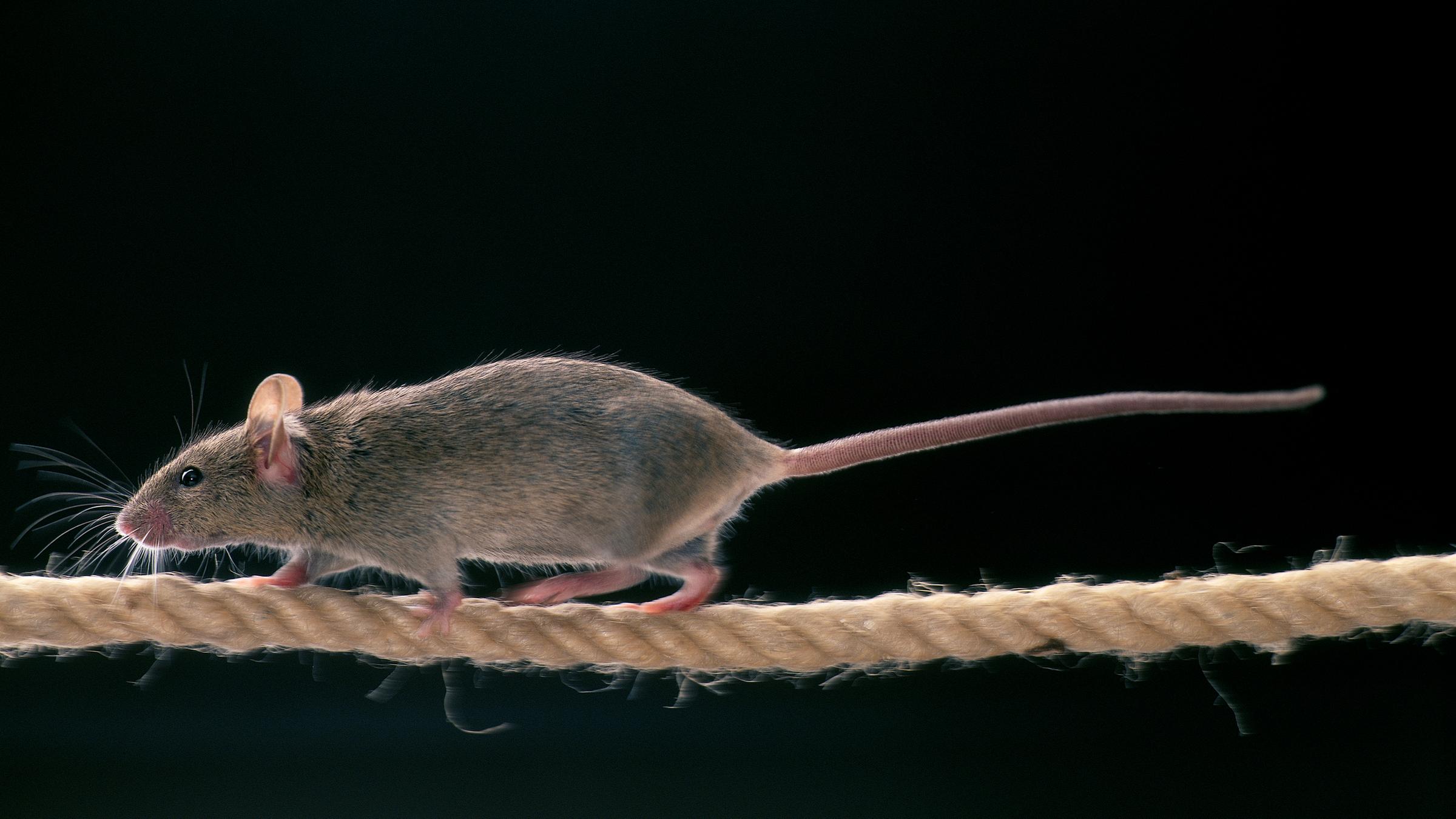 Eine graue Maus läuft von rechts nach links über ein Seil