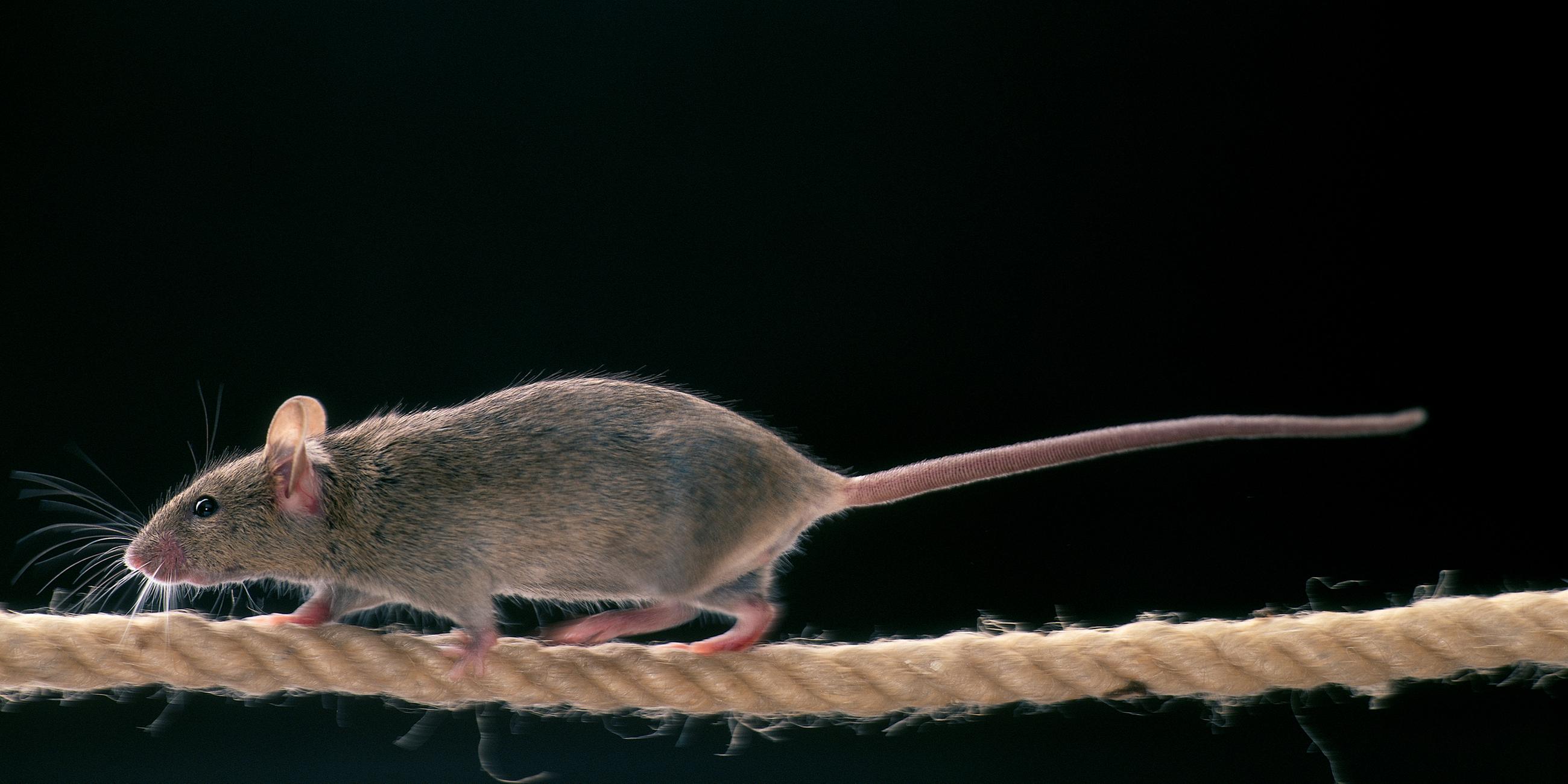 Eine graue Maus läuft von rechts nach links über ein Seil