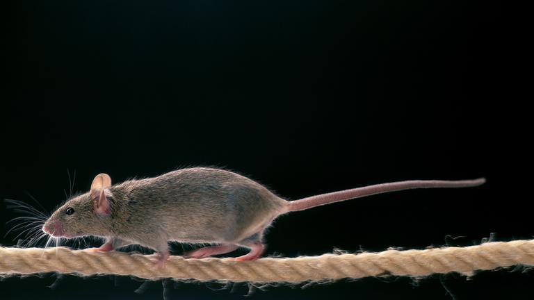 Eine graue Maus läuft von rechts nach links über ein Seil