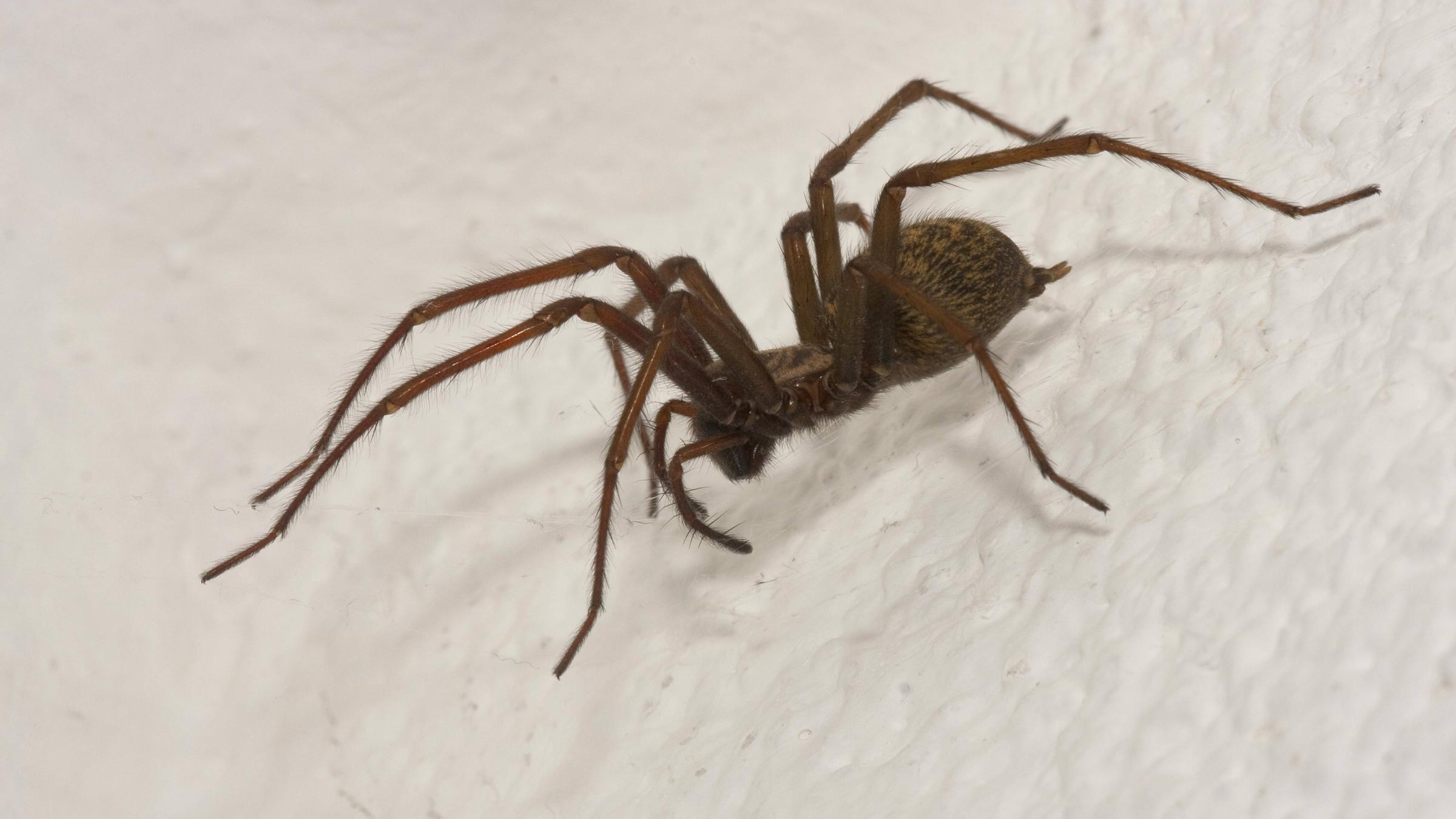 Eine dunkle Hausspinne vergrößert auf einer weiß verputzten Wand