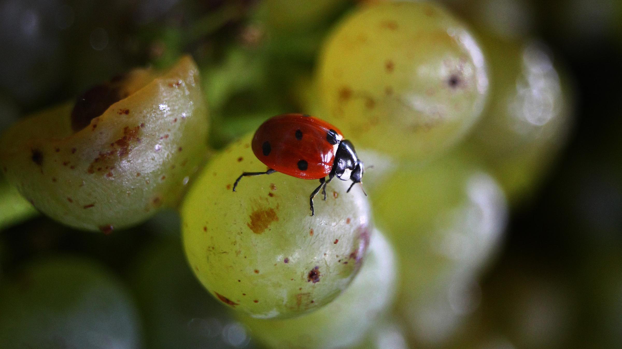Ein roter Marienkäfer steht auf einer grünen Weintraube. 