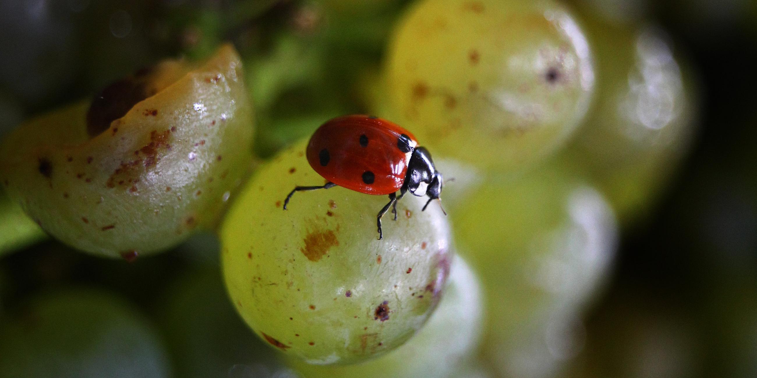 Ein roter Marienkäfer steht auf einer grünen Weintraube. 