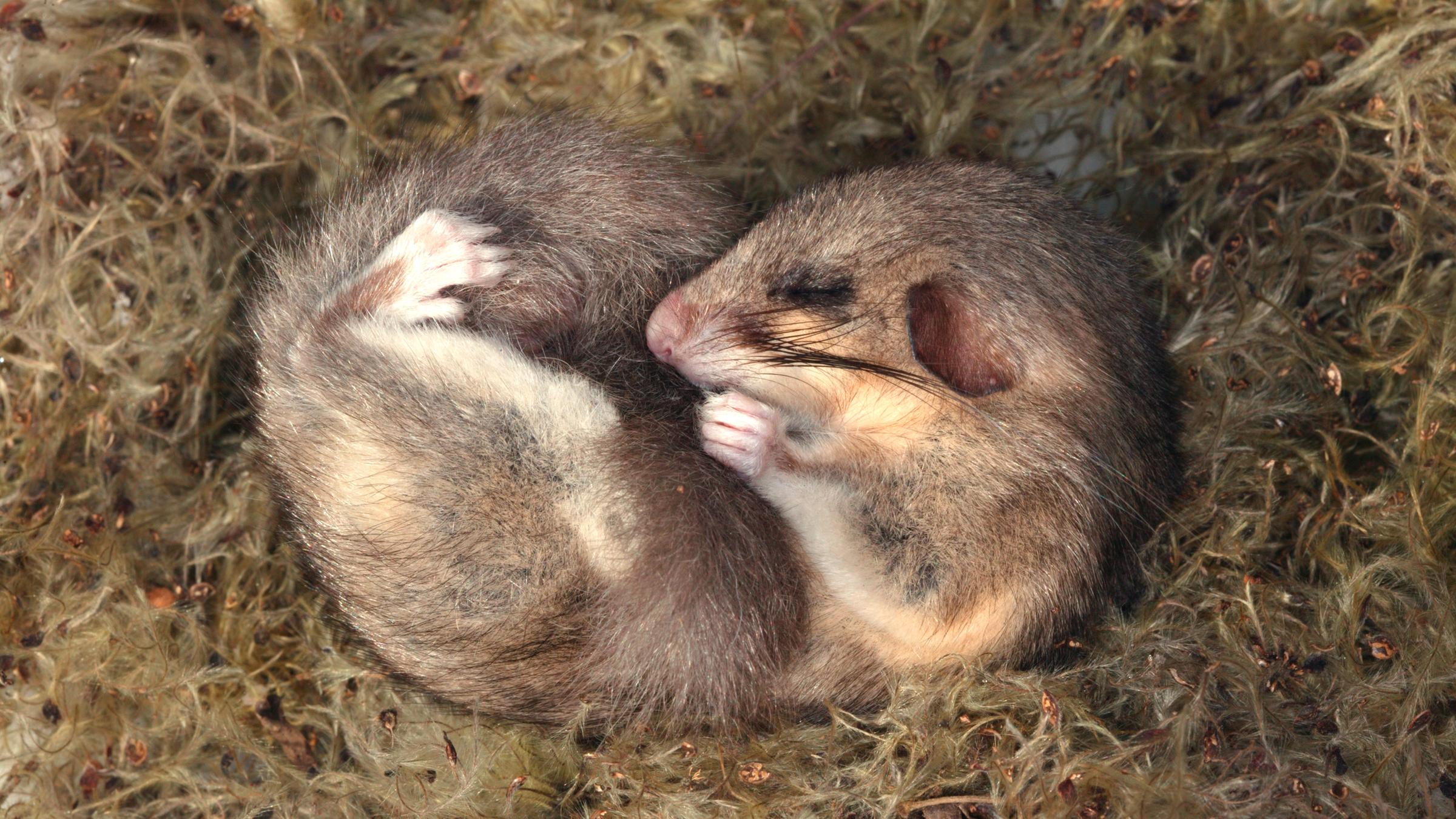 Ein Siebenschläfer hat sich auf dem Rücken zusammengerollt und schläft in einer Art Nest.