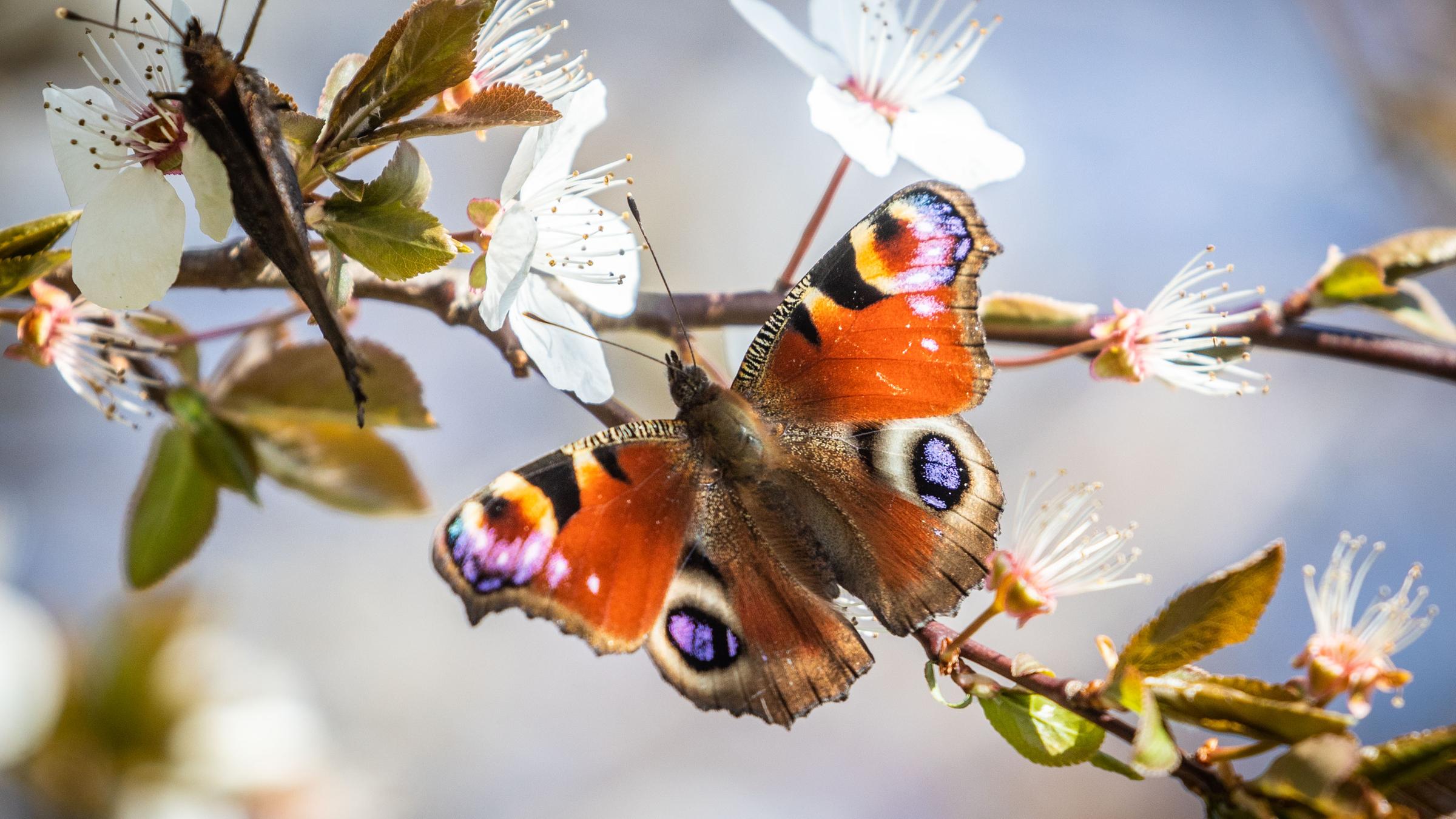 Ein wunderschöner orangener Schmetterling sitzt auf einem Zweig, aus dem weiße Blüten hervorsprießen. Seine Flügel sindorange gefärbt, mit je zweischwarz umrandeten blau-lilanen Flecken, die aussehen wie das Auge auf einer Pfauenfeder.