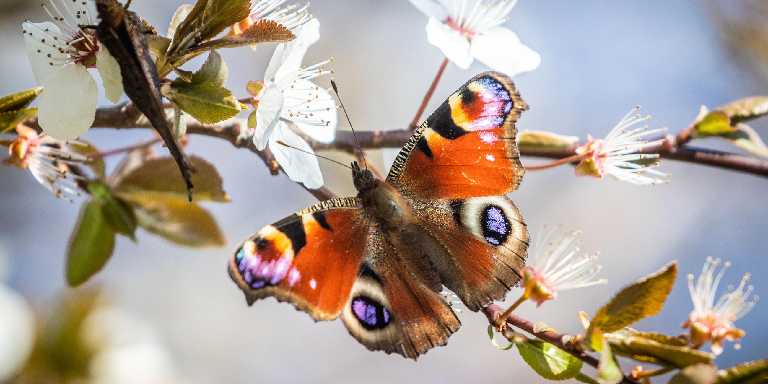 Ein wunderschöner orangener Schmetterling sitzt auf einem Zweig, aus dem weiße Blüten hervorsprießen. Seine Flügel sindorange gefärbt, mit je zweischwarz umrandeten blau-lilanen Flecken, die aussehen wie das Auge auf einer Pfauenfeder.
