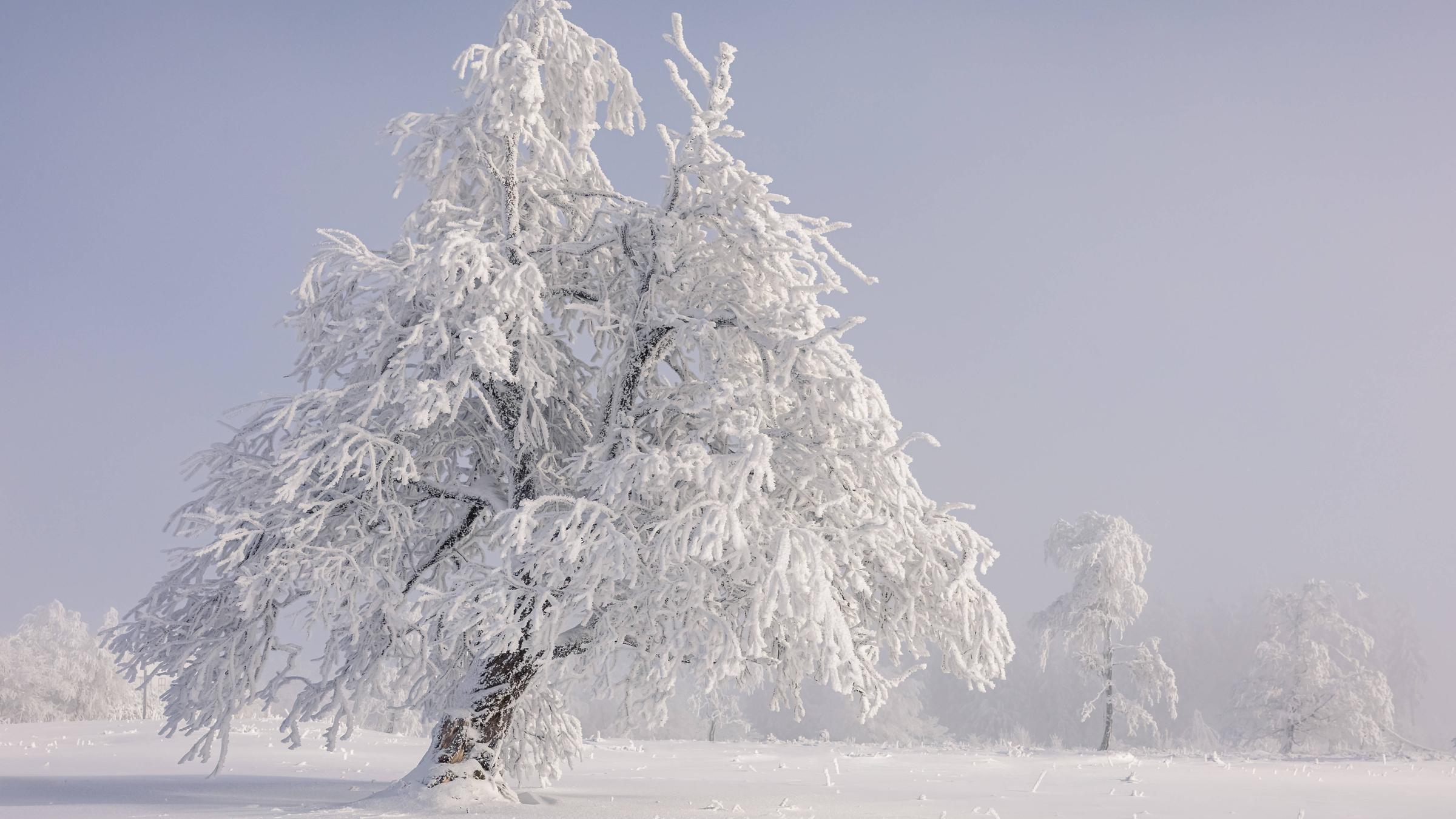 Winter Wonderland im nebeligen Sauerland