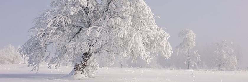 Winter Wonderland im nebeligen Sauerland
