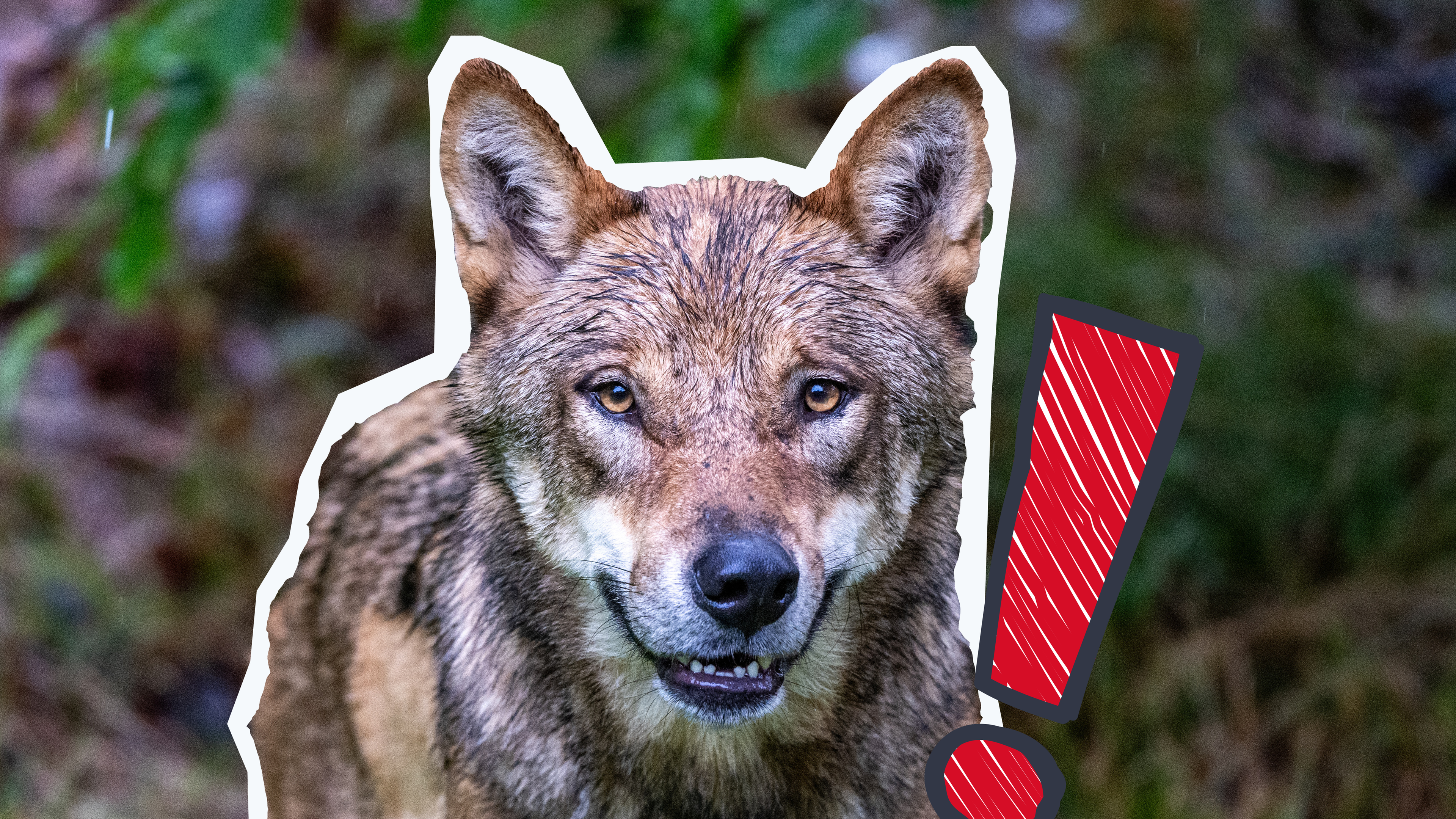 Wolf schaut in die Kamera