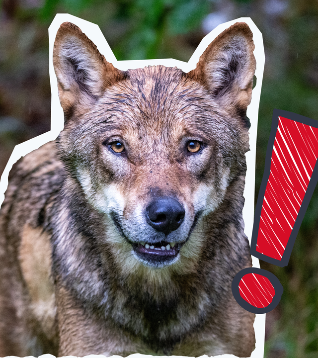 Wolf schaut in die Kamera