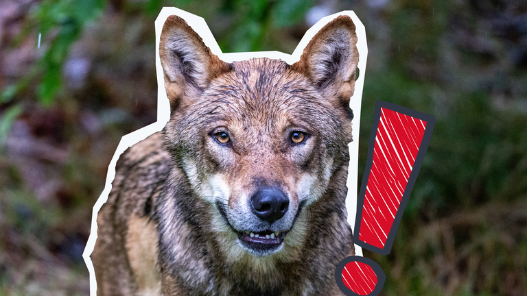 Wolf schaut in die Kamera