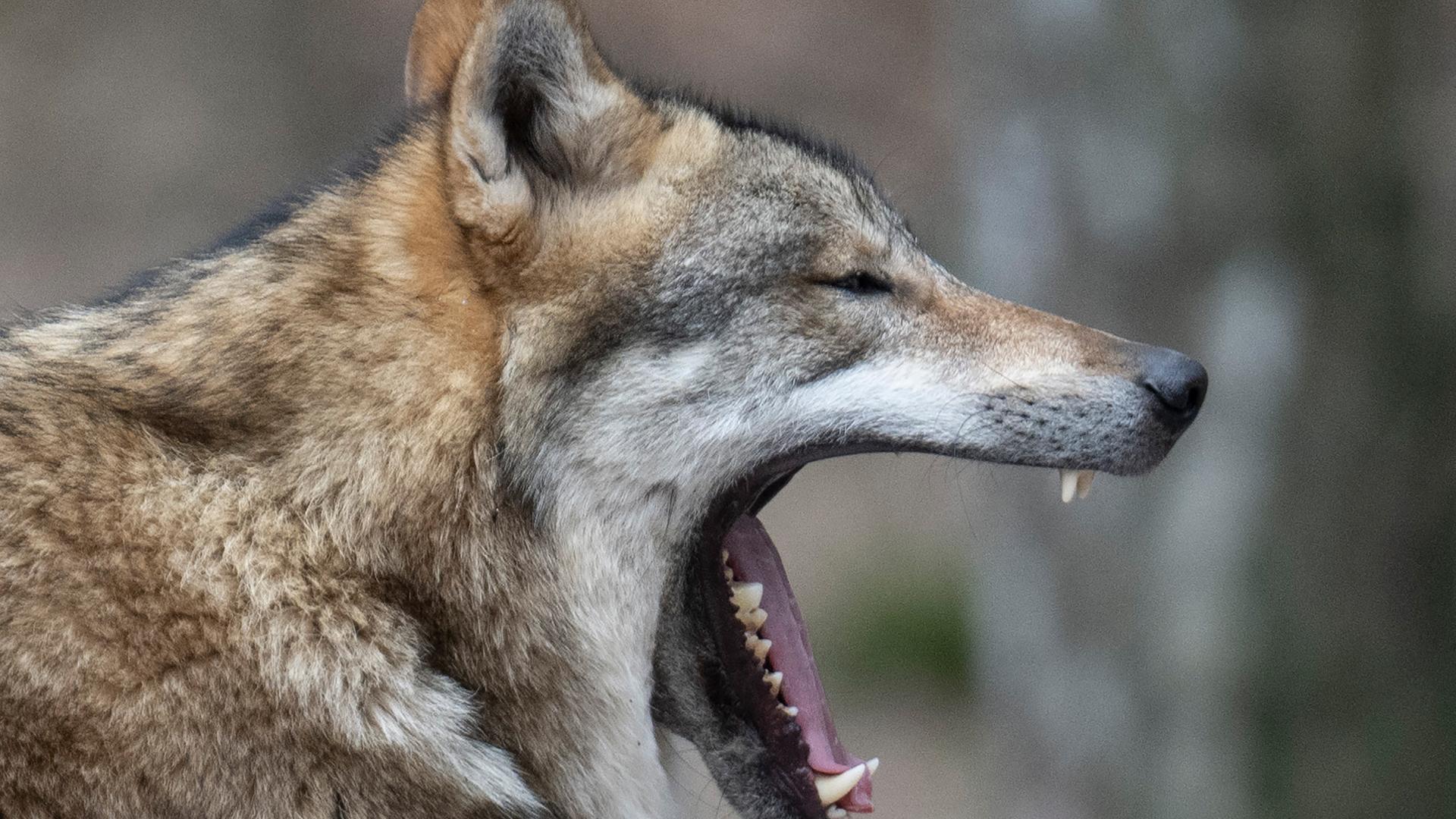 Ein Wolf sitzt in seinem Gehege im Tierpark und gähnt. In freier Wildbahn nimmt die Zahl der Wölfe deutschlandweit kontinuierlich zu.