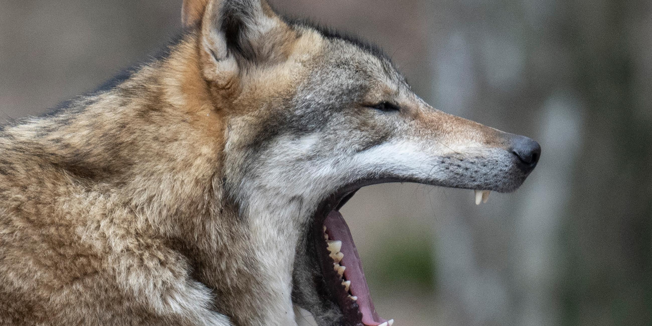 Ein Wolf sitzt in seinem Gehege im Tierpark und gähnt. In freier Wildbahn nimmt die Zahl der Wölfe deutschlandweit kontinuierlich zu.