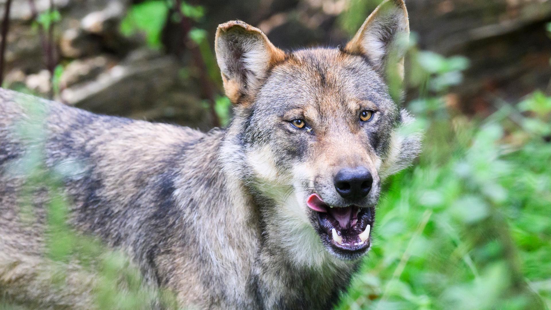 Archiv: Ein Wolf steht im Gehege im Wisentgehege Springe.