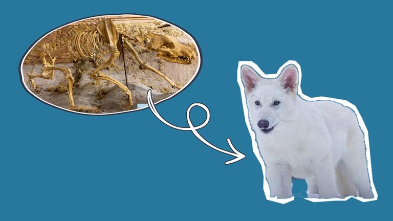 Skelett ausgestorbener Wolf, Pfeil zu lebendigem Wolf